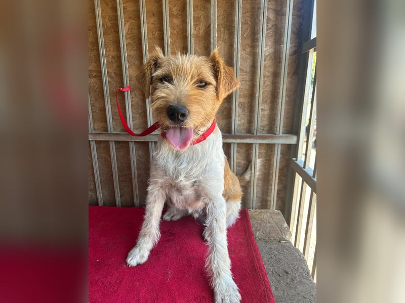 Flip, Foxterrier-Mix, Rüde, geb. am 01.01.2024, 45 cm