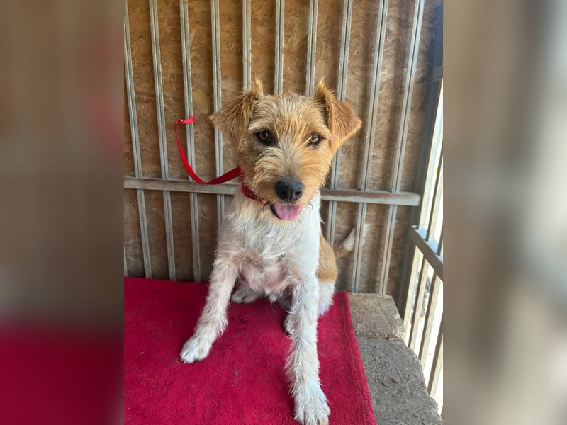 Flip, Foxterrier-Mix, Rüde, geb. am 01.01.2024, 45 cm