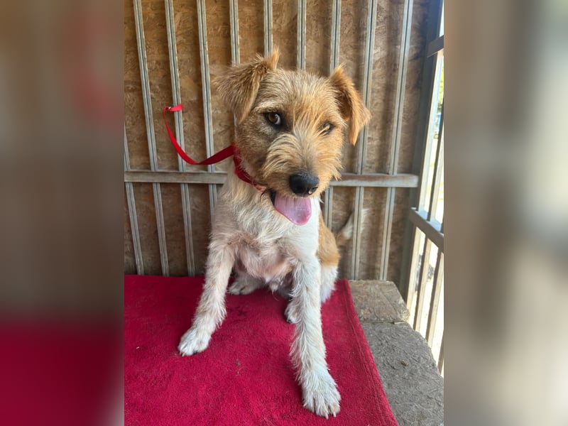 Flip, Foxterrier-Mix, Rüde, geb. am 01.01.2024, 45 cm