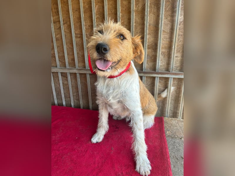 Flip, Foxterrier-Mix, Rüde, geb. am 01.01.2024, 45 cm