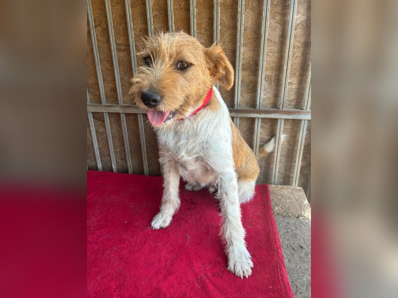 Flip, Foxterrier-Mix, Rüde, geb. am 01.01.2024, 45 cm