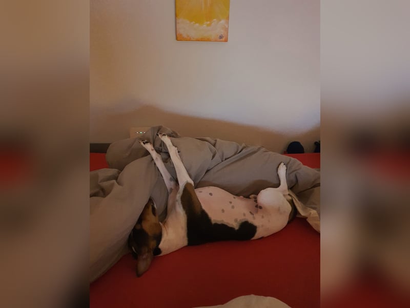 EINEN jungen scheint vermutlich Rein-Rassigen FoxTerrier Rüde
