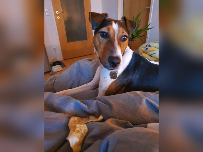 EINEN jungen scheint vermutlich Rein-Rassigen FoxTerrier Rüde