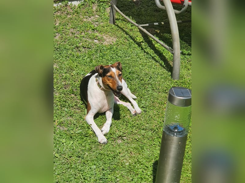 EINEN jungen scheint vermutlich Rein-Rassigen FoxTerrier Rüde