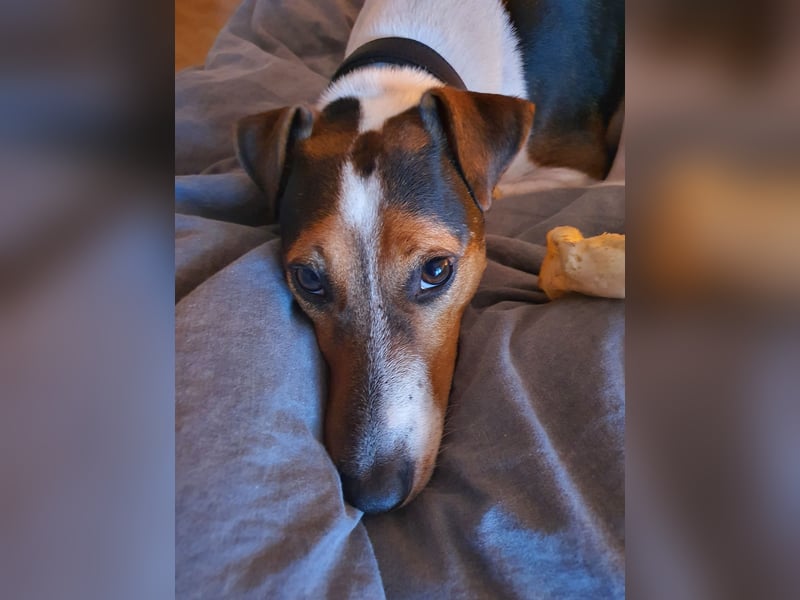 EINEN jungen scheint vermutlich Rein-Rassigen FoxTerrier Rüde