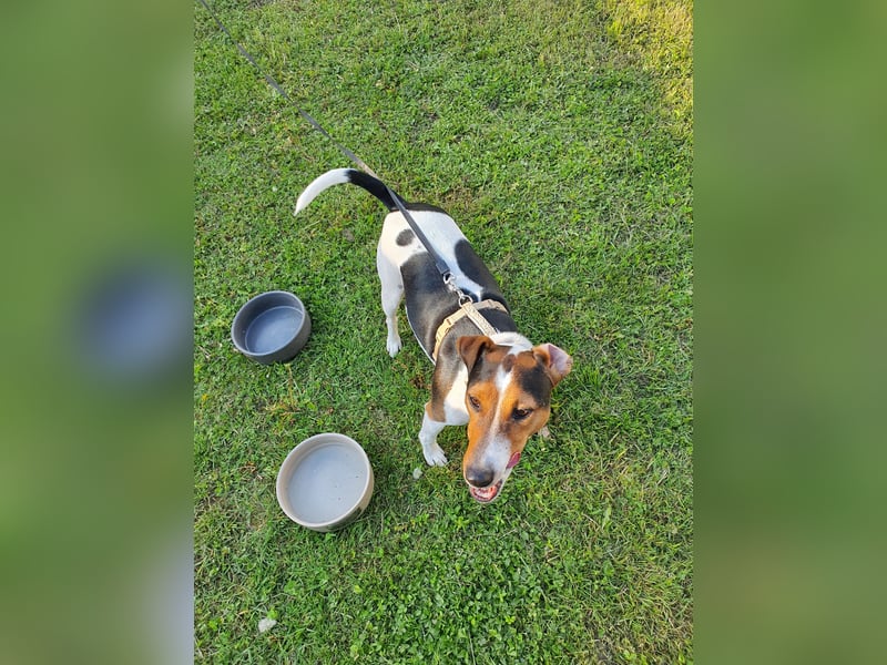 EINEN jungen scheint vermutlich Rein-Rassigen FoxTerrier Rüde