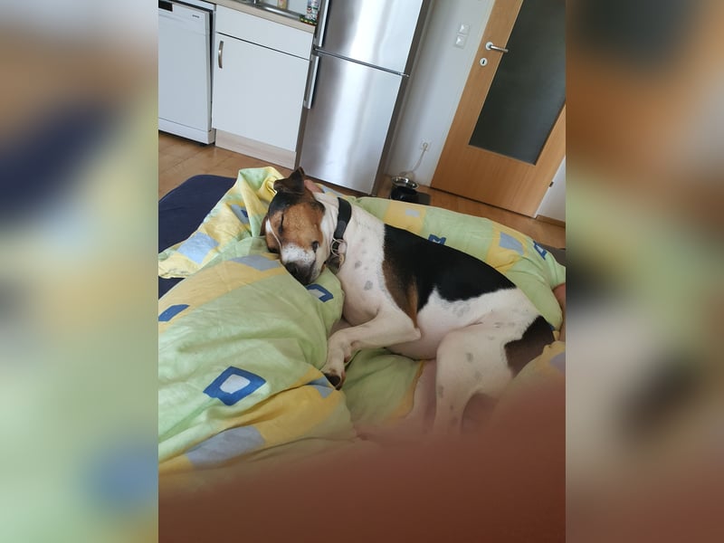 EINEN jungen scheint vermutlich Rein-Rassigen FoxTerrier Rüde
