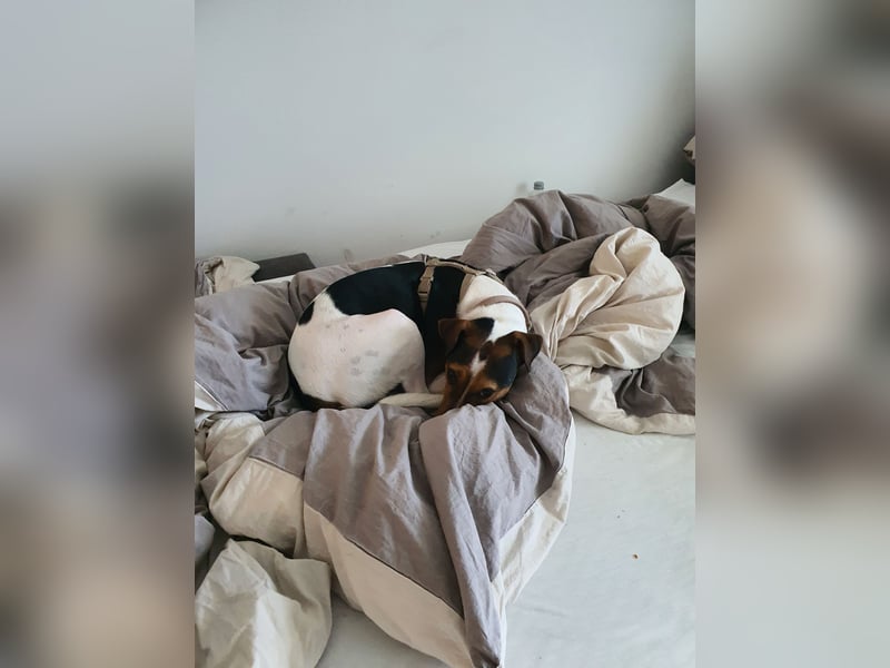 EINEN jungen scheint vermutlich Rein-Rassigen FoxTerrier Rüde