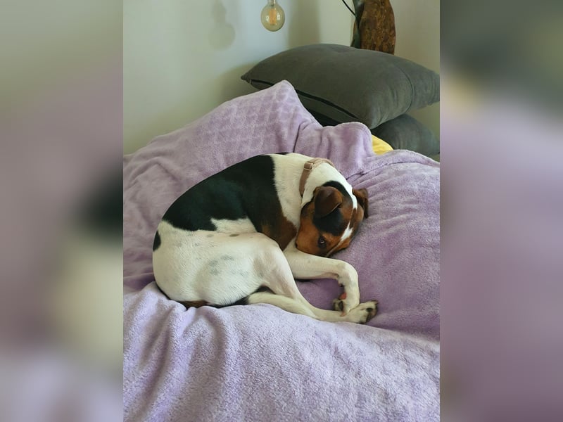 EINEN jungen scheint vermutlich Rein-Rassigen FoxTerrier Rüde