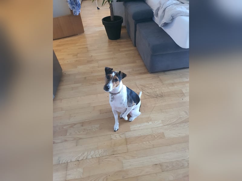 EINEN jungen scheint vermutlich Rein-Rassigen FoxTerrier Rüde
