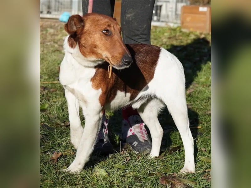 Lieber Foxterrier Rüde „Salamon“, geb. 08.12.2020, ca. 43 cm