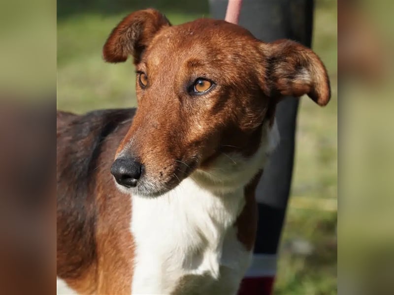 Lieber Foxterrier Rüde „Salamon“, geb. 08.12.2020, ca. 43 cm