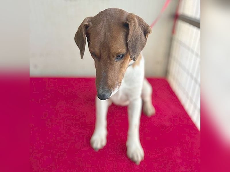 ❤️ PEPE braucht viel Liebe - 2 Jahre, 38cm/7kg - Foxterrier