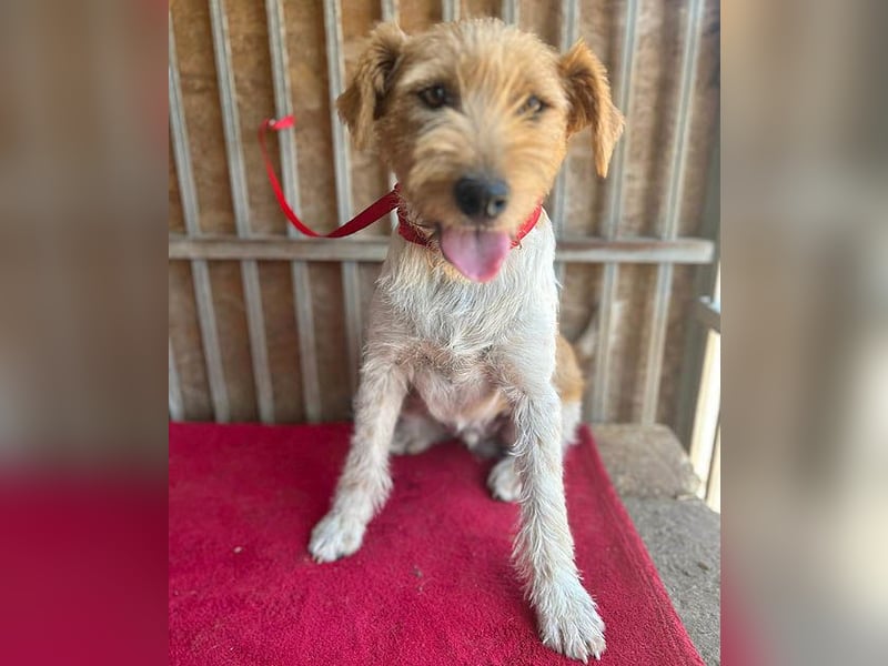 ❤️ superlieber Familienhund FLIP - 1,5 Jahre, 45cm - Foxi-Mix