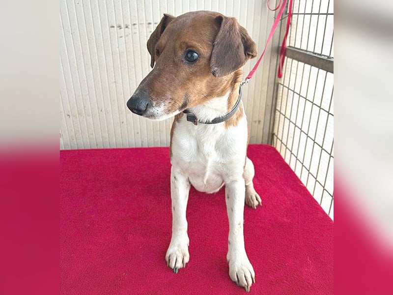 ❤️ PEPE braucht viel Liebe - 2 Jahre, 38cm/7kg - Foxterrier