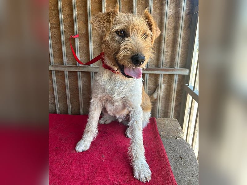 ❤️ superlieber Familienhund FLIP - 1,5 Jahre, 45cm - Foxi-Mix