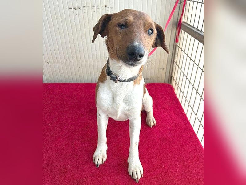 ❤️ PEPE braucht viel Liebe - 2 Jahre, 38cm/7kg - Foxterrier