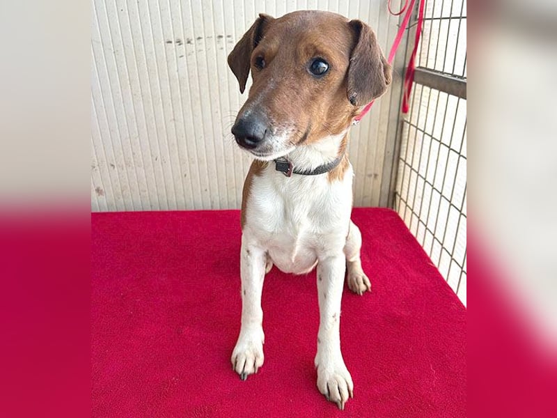 ❤️ PEPE braucht viel Liebe - 2 Jahre, 38cm/7kg - Foxterrier