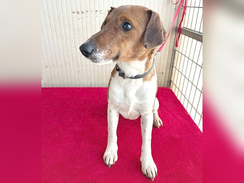 ❤️ PEPE braucht viel Liebe - 2 Jahre, 38cm/7kg - Foxterrier