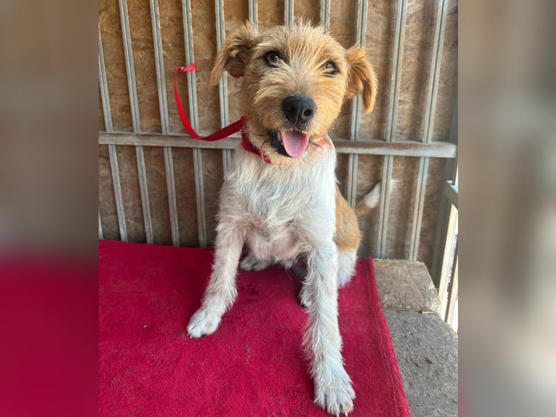 ❤️ superlieber Familienhund FLIP - 1,5 Jahre, 45cm - Foxi-Mix