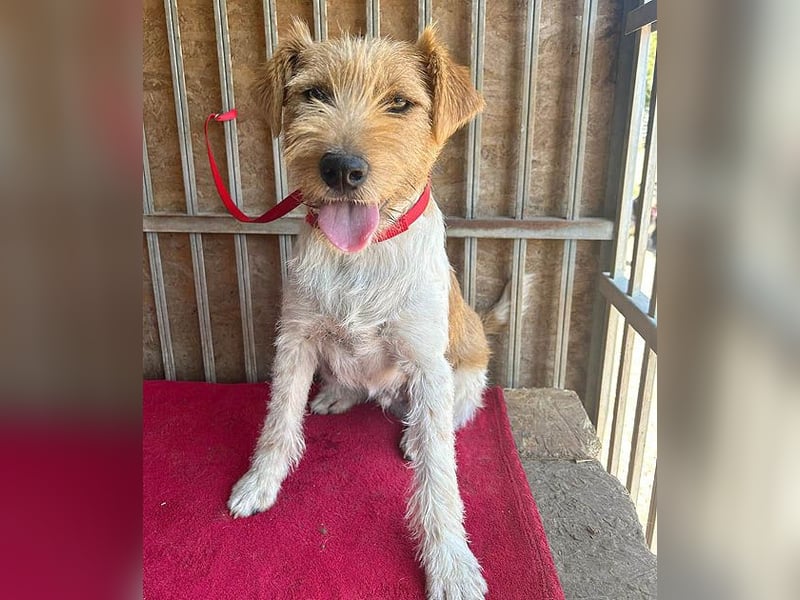 ❤️ superlieber Familienhund FLIP - 1,5 Jahre, 45cm - Foxi-Mix