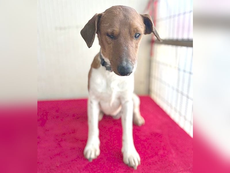 ❤️ PEPE braucht viel Liebe - 2 Jahre, 38cm/7kg - Foxterrier