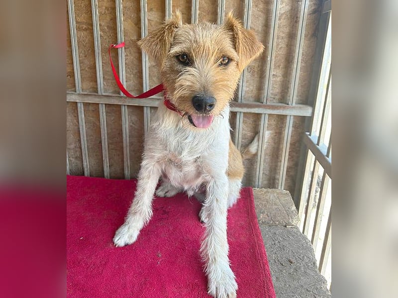 ❤️ superlieber Familienhund FLIP - 1,5 Jahre, 45cm - Foxi-Mix