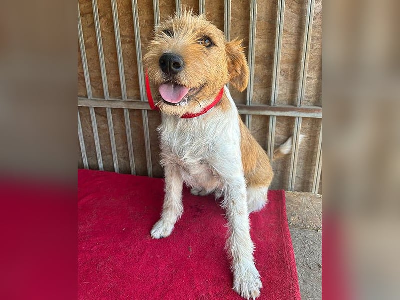 ❤️ superlieber Familienhund FLIP - 1,5 Jahre, 45cm - Foxi-Mix