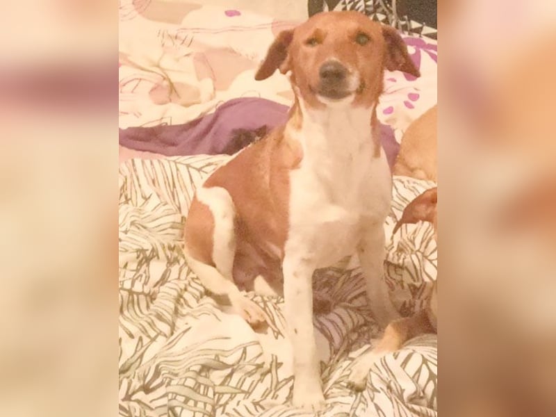❤️ PEPE braucht viel Liebe - 2 Jahre, 38cm/7kg - Foxterrier