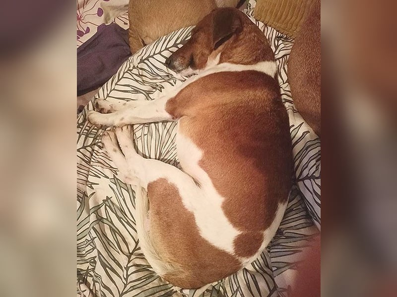 ❤️ PEPE braucht viel Liebe - 2 Jahre, 38cm/7kg - Foxterrier