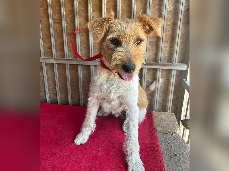 ❤️ superlieber Familienhund FLIP - 1,5 Jahre, 45cm - Foxi-Mix