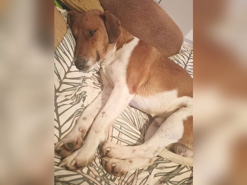 ❤️ PEPE braucht viel Liebe - 2 Jahre, 38cm/7kg - Foxterrier