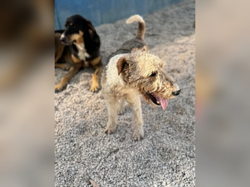 Fox, sucht seine Menschen