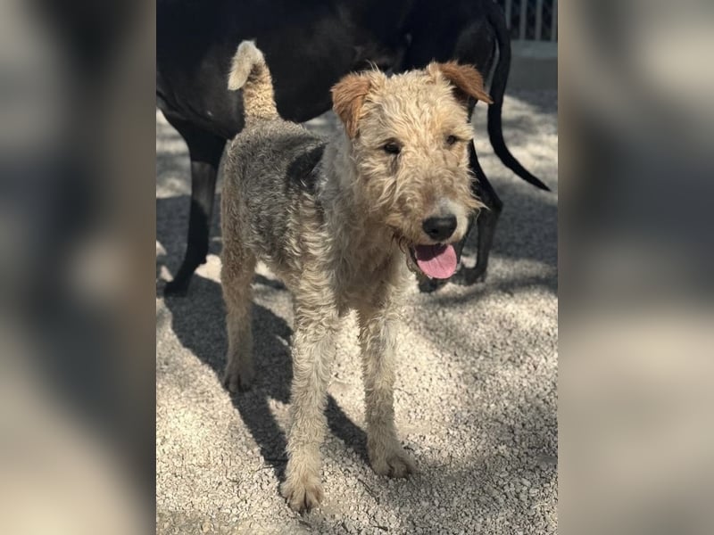 Fox, sucht seine Menschen