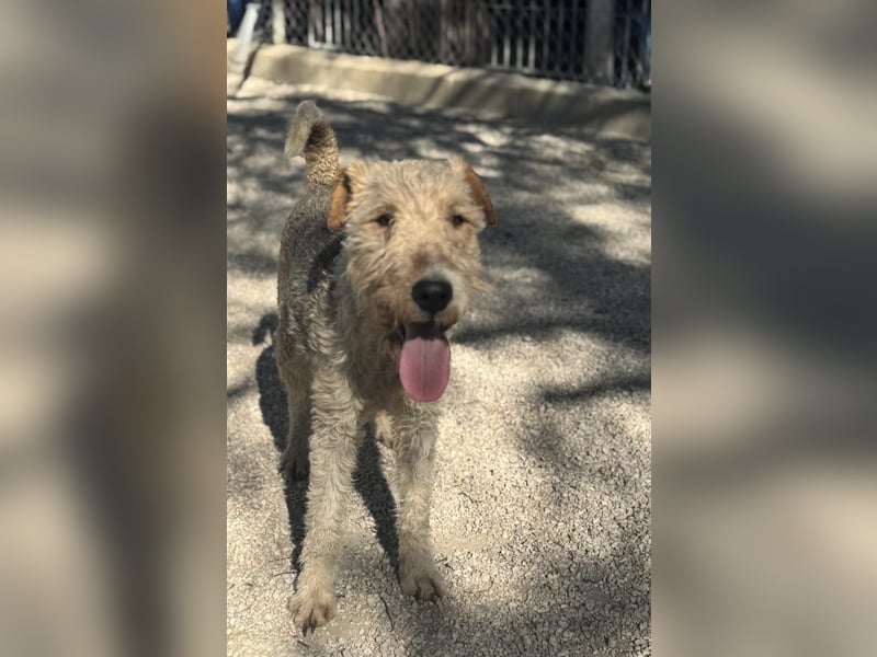 Fox, sucht seine Menschen