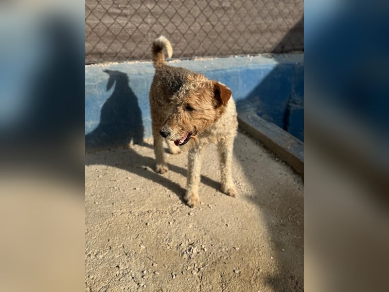 Fox, sucht seine Menschen
