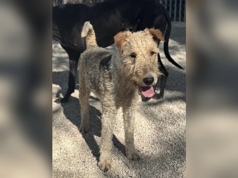 Fox, sucht seine Menschen