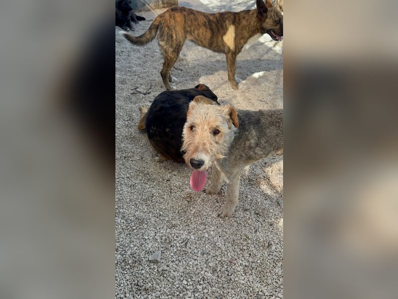 Fox, sucht seine Menschen