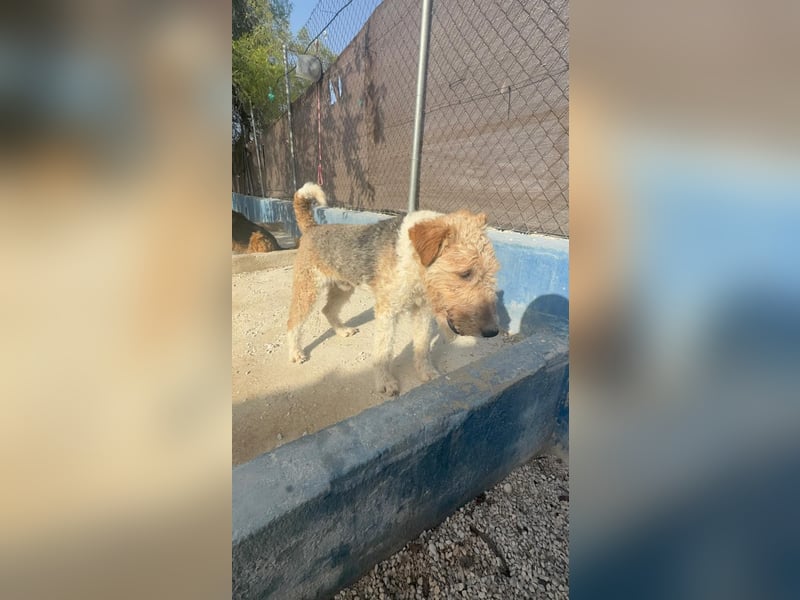 Fox, sucht seine Menschen