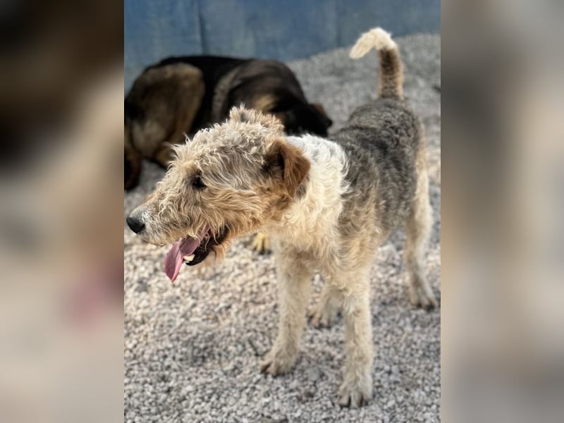 Fox, sucht seine Menschen