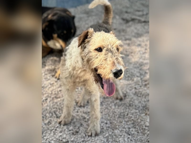 Fox, sucht seine Menschen