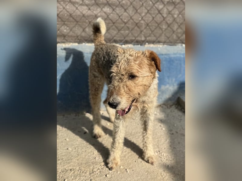 Fox, sucht seine Menschen