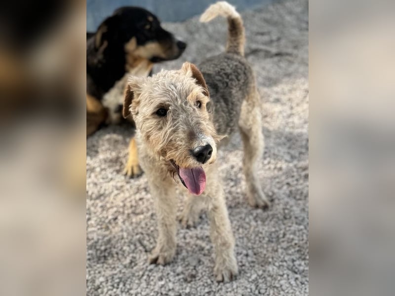 Fox, sucht seine Menschen
