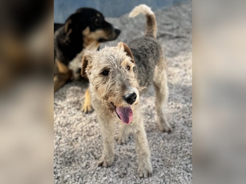 Fox, sucht seine Menschen