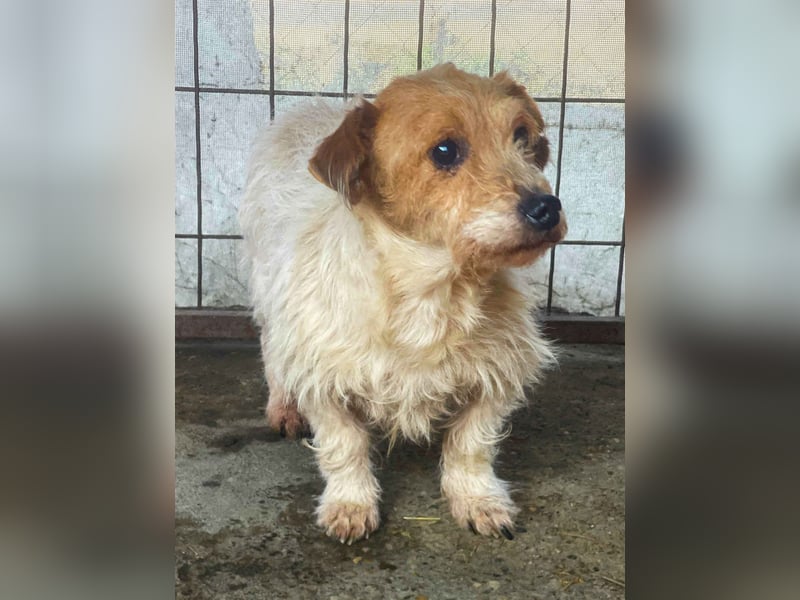 Hatchi LM - Skeptischer Gefährte mit neugierigem Herzen