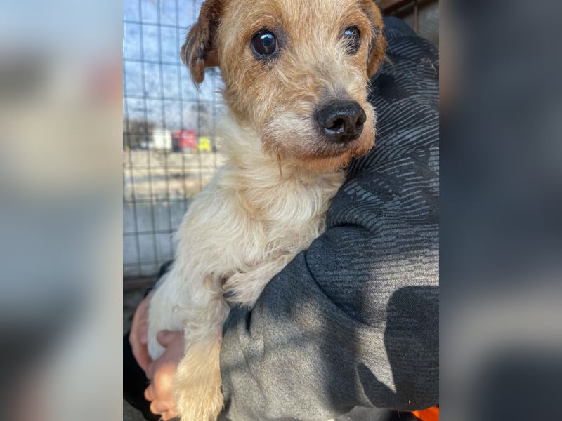 Hatchi LM - Skeptischer Gefährte mit neugierigem Herzen