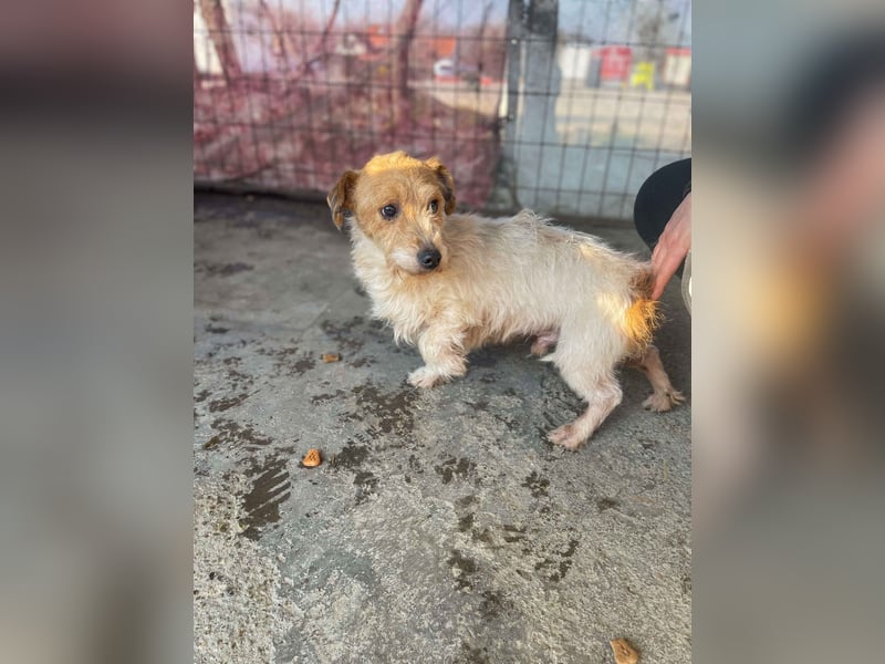 Hatchi LM - Skeptischer Gefährte mit neugierigem Herzen