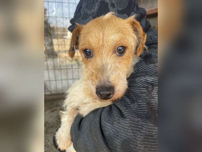 Hatchi LM - Skeptischer Gefährte mit neugierigem Herzen