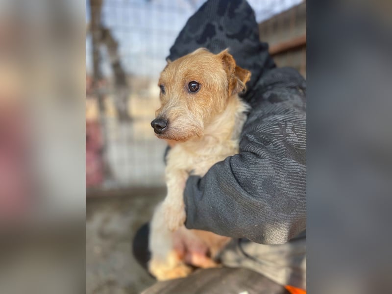 Hatchi LM - Skeptischer Gefährte mit neugierigem Herzen