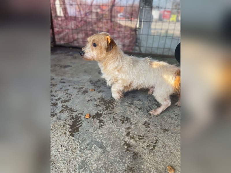 Hatchi LM - Skeptischer Gefährte mit neugierigem Herzen